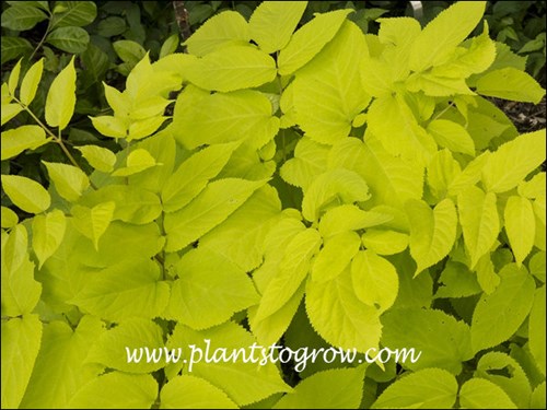 Nice bright yellow foliage color.
